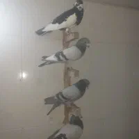 کبوتر پلاکی همگی پلاک با شماره در پا..فقط ۲ تومان