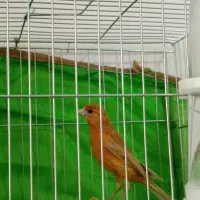 قناری ماده
