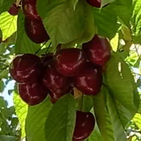 گیلاس درشت و شیرین فروشی