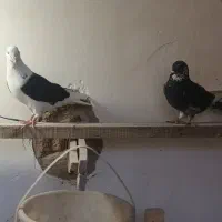 سلام کبوتر خوب هستن