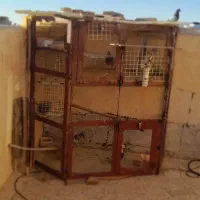 قفس کبوتر