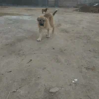 سگ سرابی سه ماهه نژاد دار