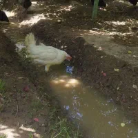 مرغ تخمگذار