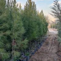 نهال کاج وسرو