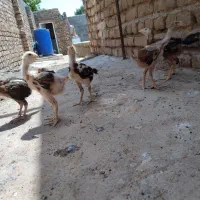 جو جه ل ا ر ی