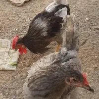 حیوانات