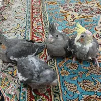 جوجه عروس هلندی