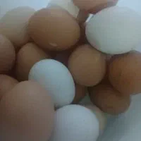 تخم مرغ