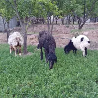 گوسفند و دوتا بره
