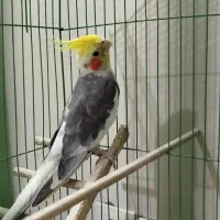 عروس هلندی