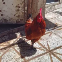 سه عدد خروس و دو اردک
