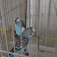 مرغ عشق