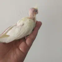 جوجه سرلاکی
