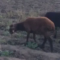 نر بره شاخی