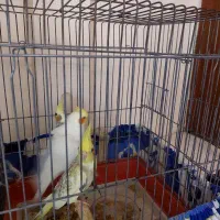 عروس هلندی