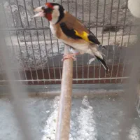 سهره نر