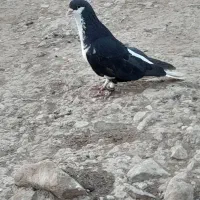 کبوتر