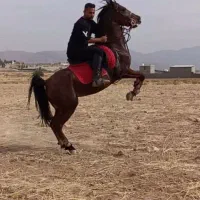 سوارکاری اسب و پانسیون