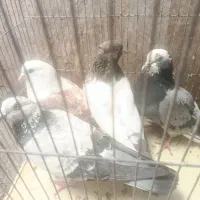 کبوتر