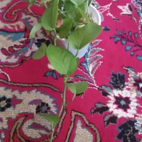 حراج گل طبیعی