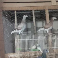 کبوتر|پرنده|سعدآباد, |دیوار