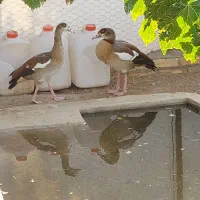 غاز مصری