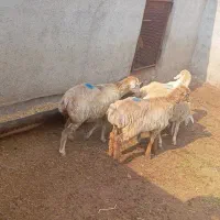 تعداد ۴ عدد بر ماده اصل مغانی