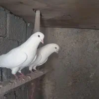 2تا نر پرش سنگین خیلی عالی