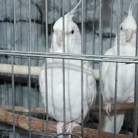 دو عدد عروس پاریس جفت سفید رنگی