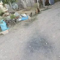 مرغ و خروس