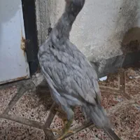 جوجه لاری