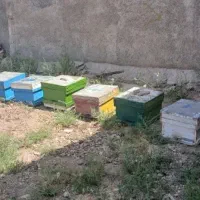 زنبور