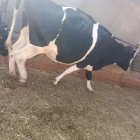 گاو هلشتاین درجه 1