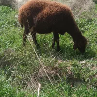 میش بره دار افشاری