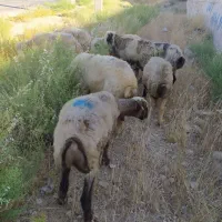 میش داشتی