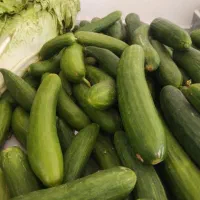 میوه و تره بار حراج حراج