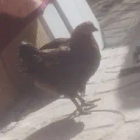 مرغ