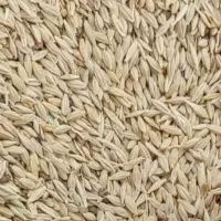 جو . فروشی