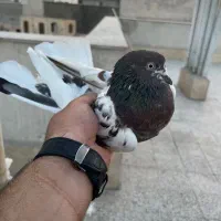 کفتر