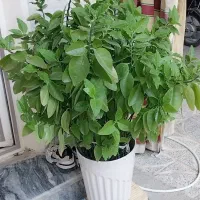 گل و گیاه طبیعی