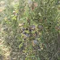 بادام درختی