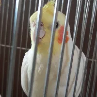 عروس هلندی گمشده