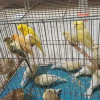 تعدادی قناری لطفا بخونید