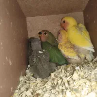 طوطی برزیلی سره لاکی عروس هلندی