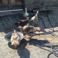 چهار عدد بوقلمون ماده تخم گذار