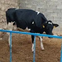 گاو هلشتاین شیری اصیل