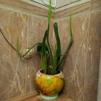 فروش تعدادی گل و گلدان