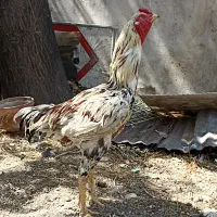 خروس لاری افغان اصیل