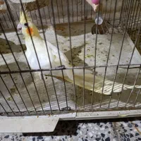 عروس هلندی