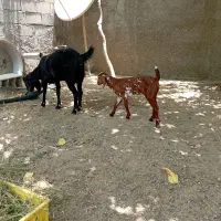بز بنگالی فروشی
